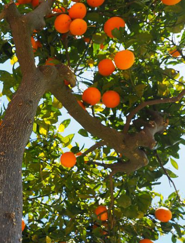 开云(中国)kaiyun体育网址-登录入口